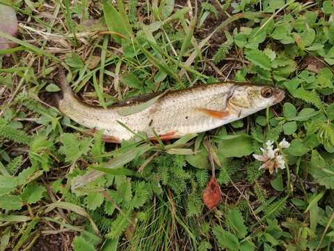 Image of Indus snowtrout