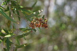 Image of Backhousia angustifolia F. Müll.