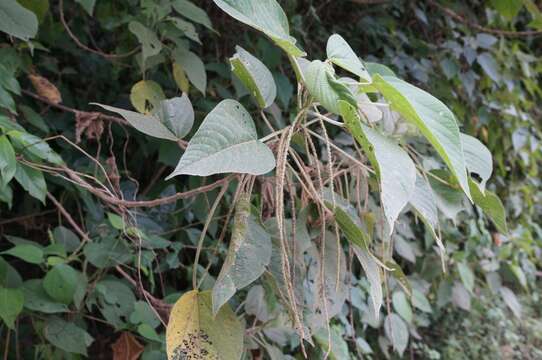 Image of Acalypha angatensis Blanco