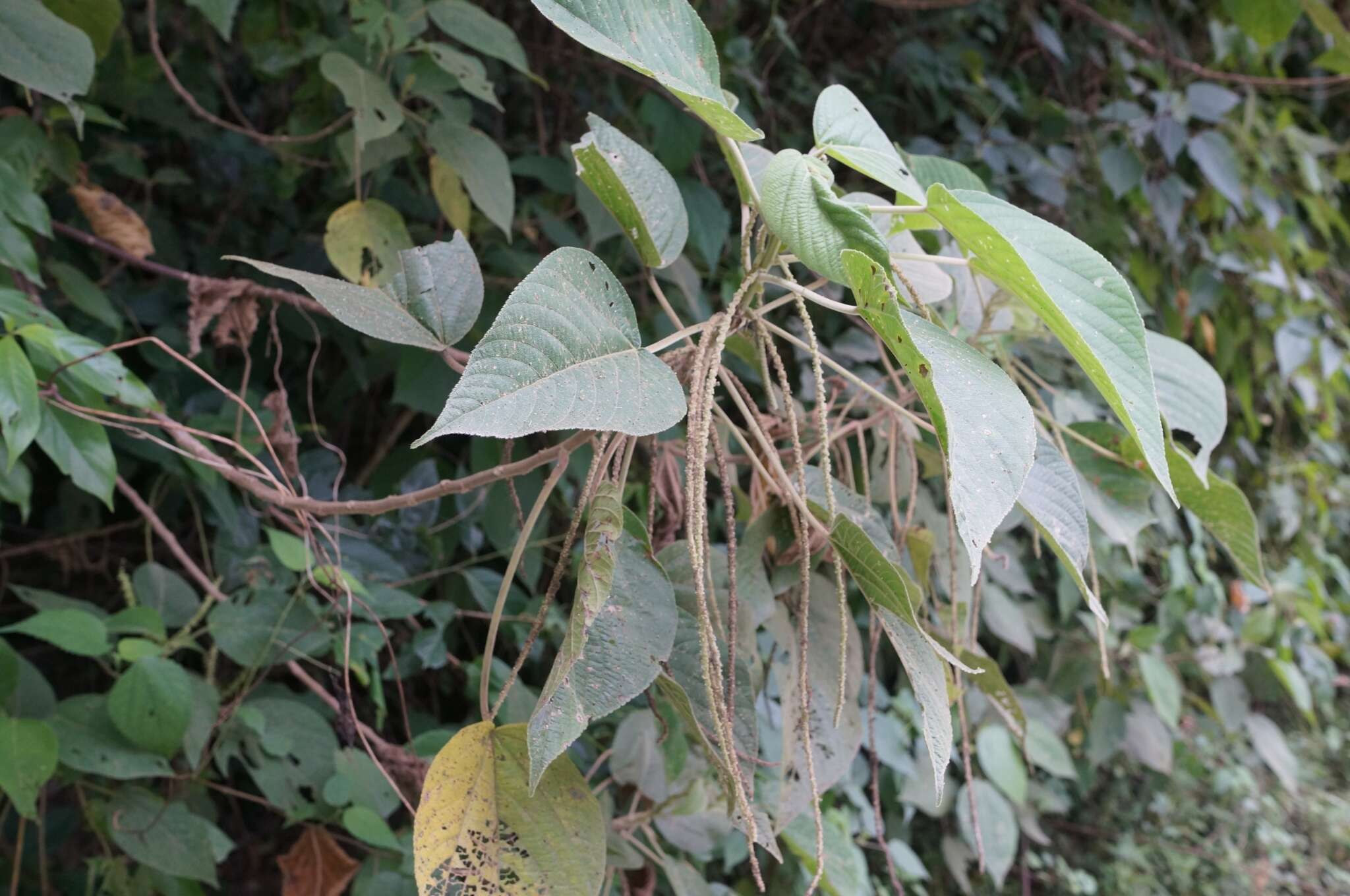 Imagem de Acalypha angatensis Blanco