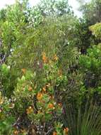 Image of Hakea elliptica (Sm.) R. Br.