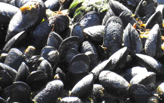 Image of Chilean blue mussel