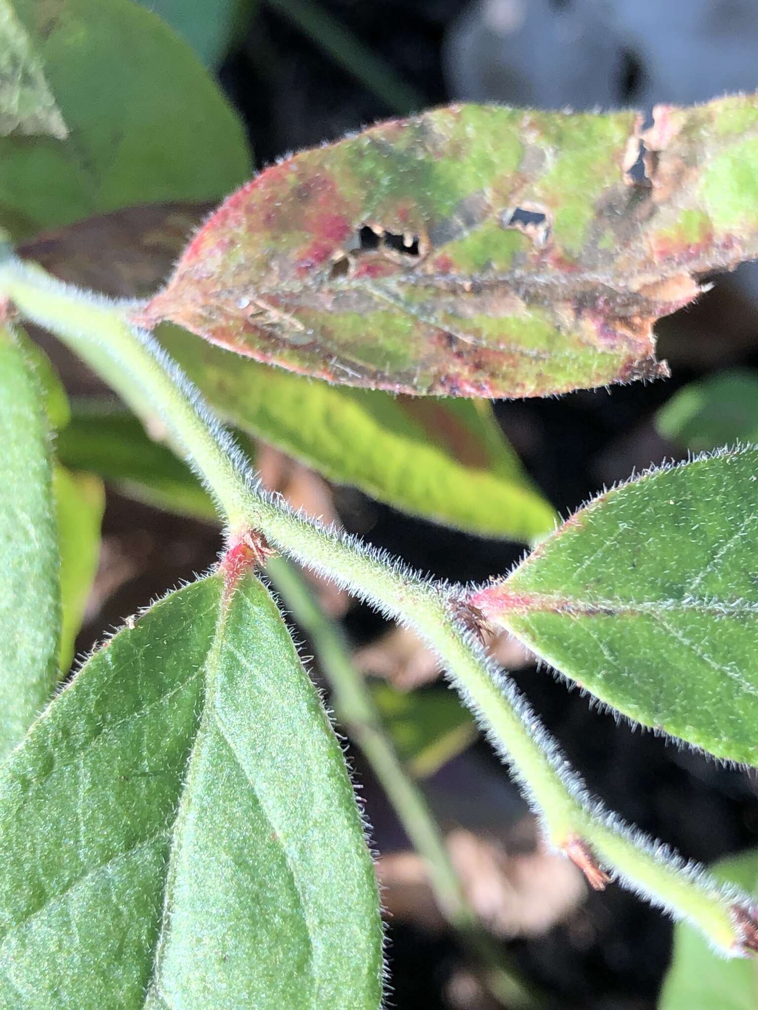 Image of hairy blueberry