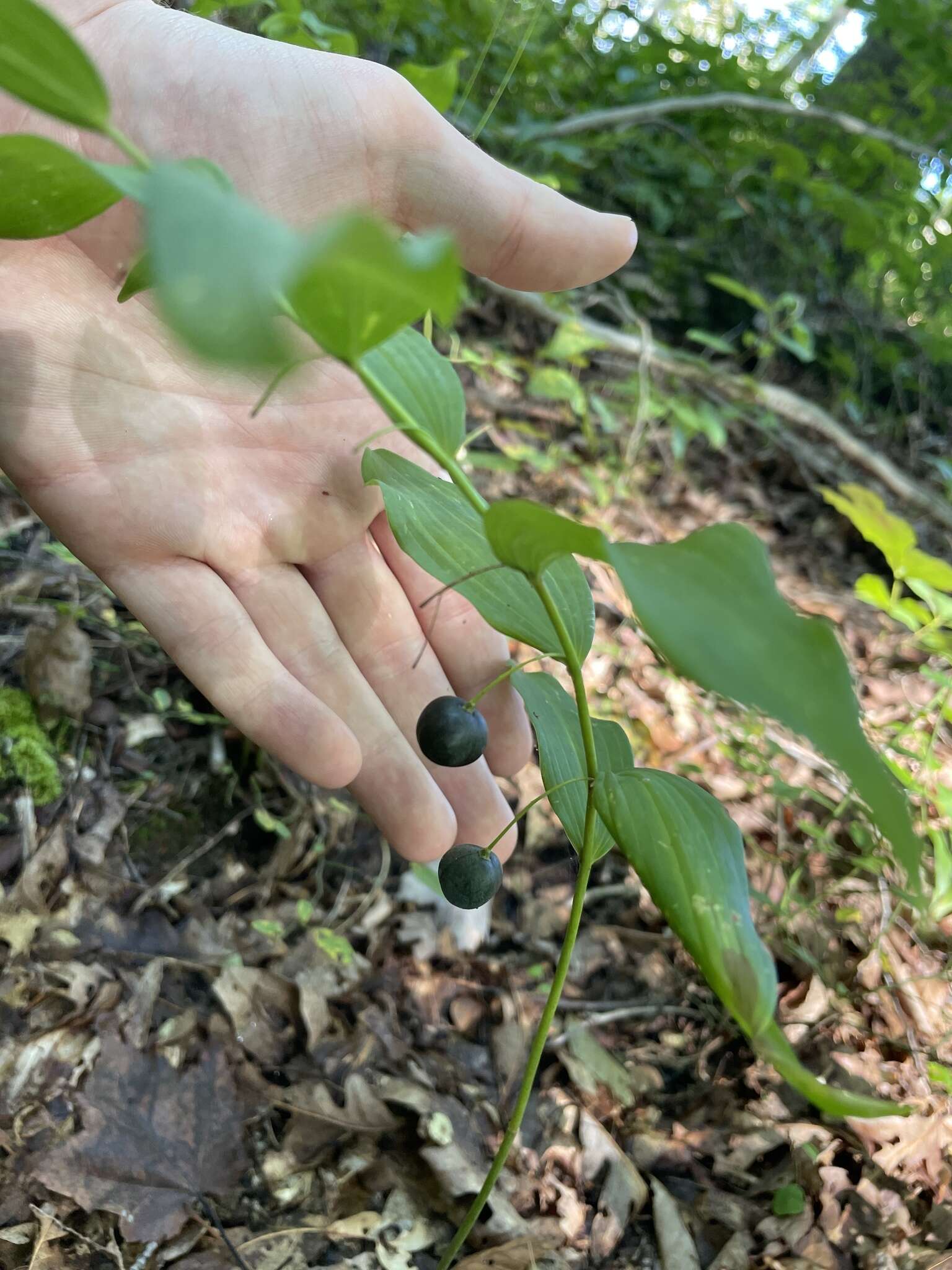 Image of Polygonatum biflorum var. biflorum