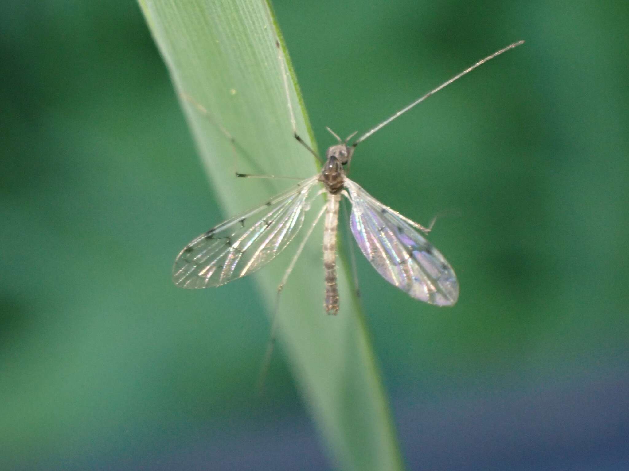 Image of Dicranota (Polyangaeus) maculata (Doane 1900)