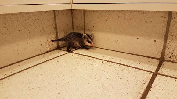 Image of White-eared Opossum