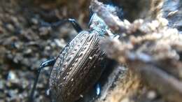 Слика од Carabus (Carabus) granulatus Linnaeus 1758