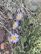 Image of early bluetop fleabane