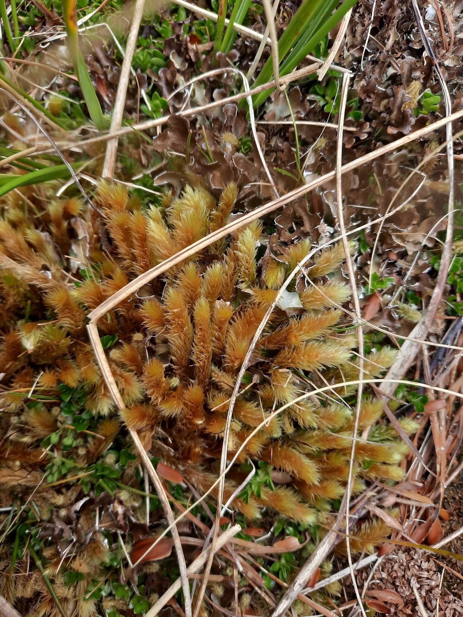 Imagem de Breutelia elongata Mitten ex F. Müller 1881