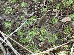 Image of Violet crystalwort