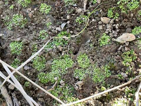 Image of Violet crystalwort