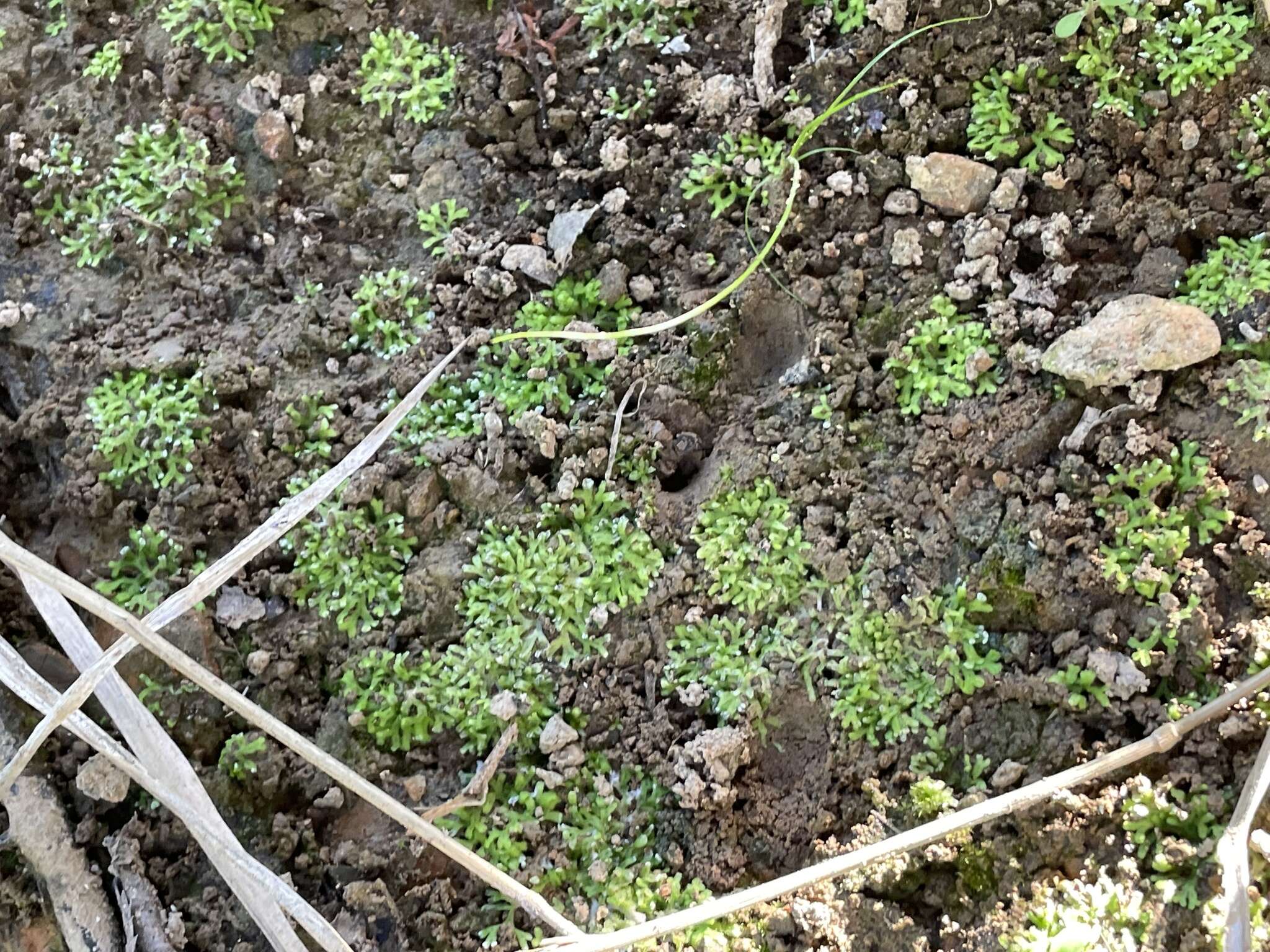 Image of Violet crystalwort