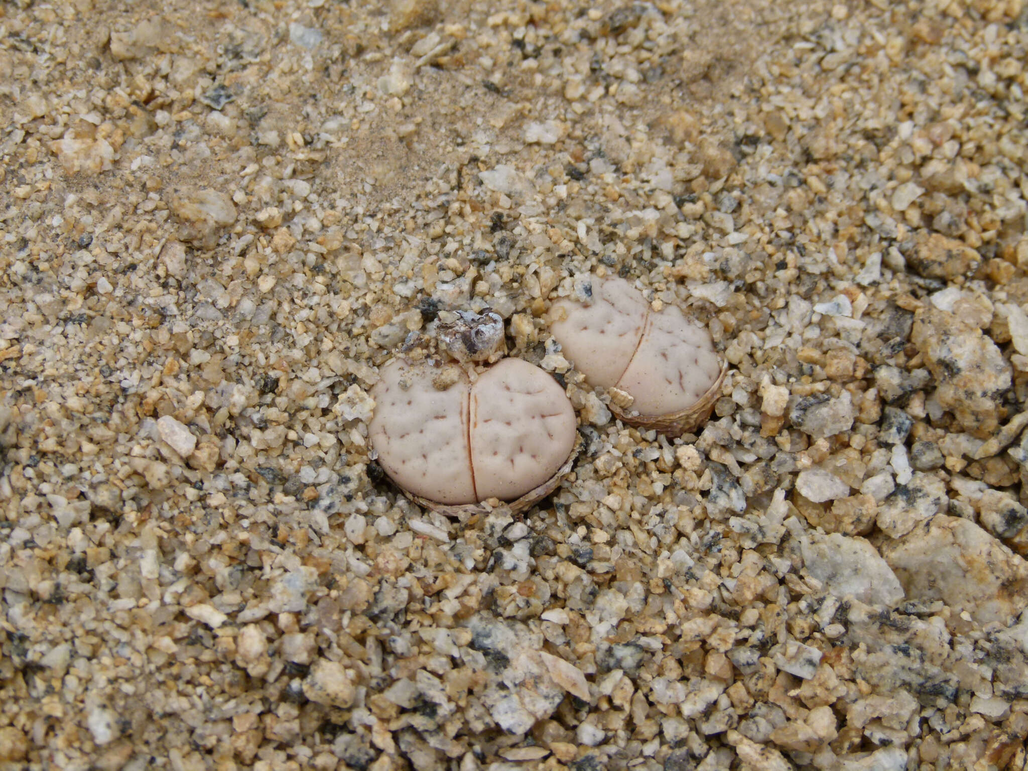 Imagem de Lithops ruschiorum (Dinter & Schwant.) N. E. Br.