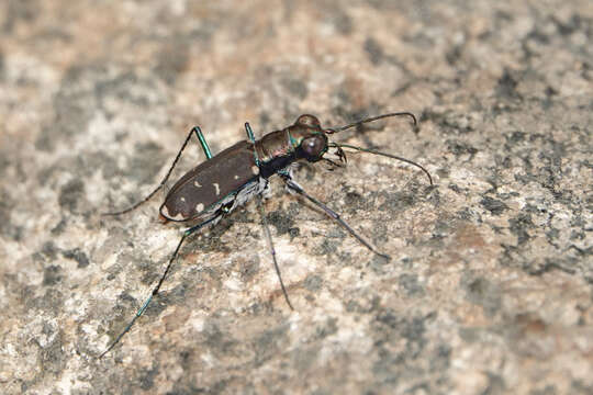 Image of Cicindela (Cicindelidia) rufiventris Dejean 1825