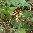 Image de Odontonema glabrum T S. Brandeg.