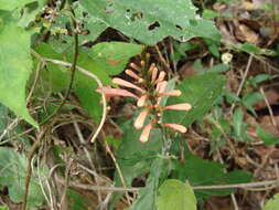 Image of Odontonema glabrum T S. Brandeg.