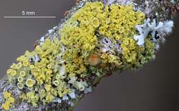 Image of orange wall lichen