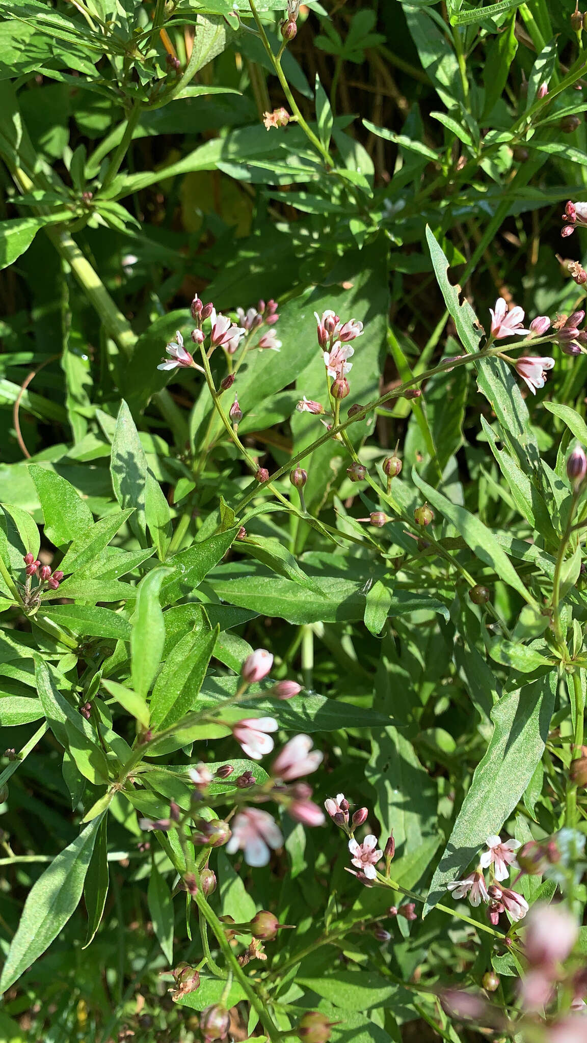 Image of Lysimachia dubia Solander