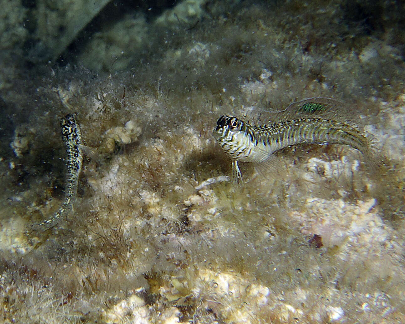 Image of Germain&#39;s blenny