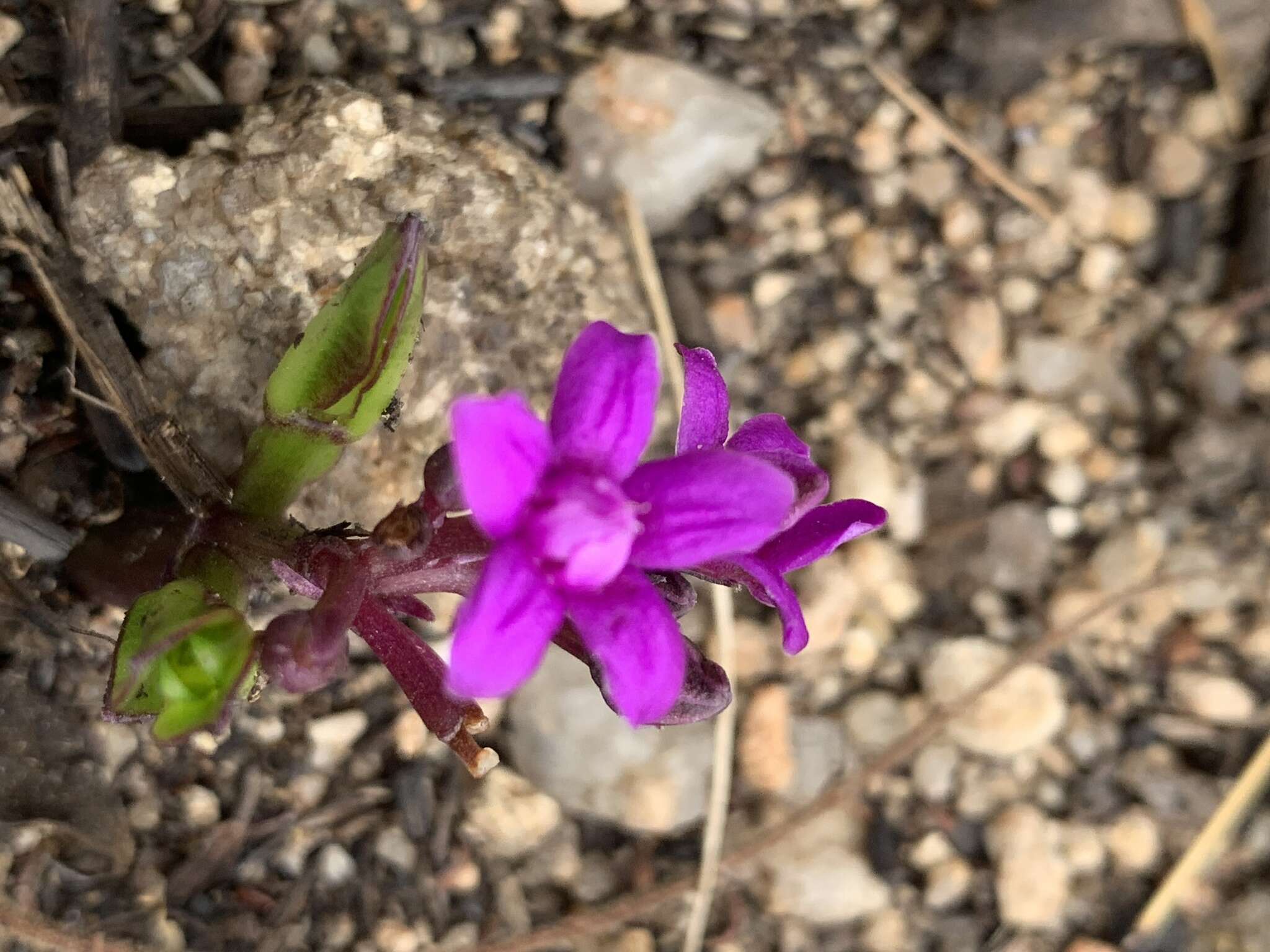 Image of Raphionacme hirsuta (E. Mey.)