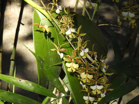 Image of Mr. Stamford’s Epidendrum