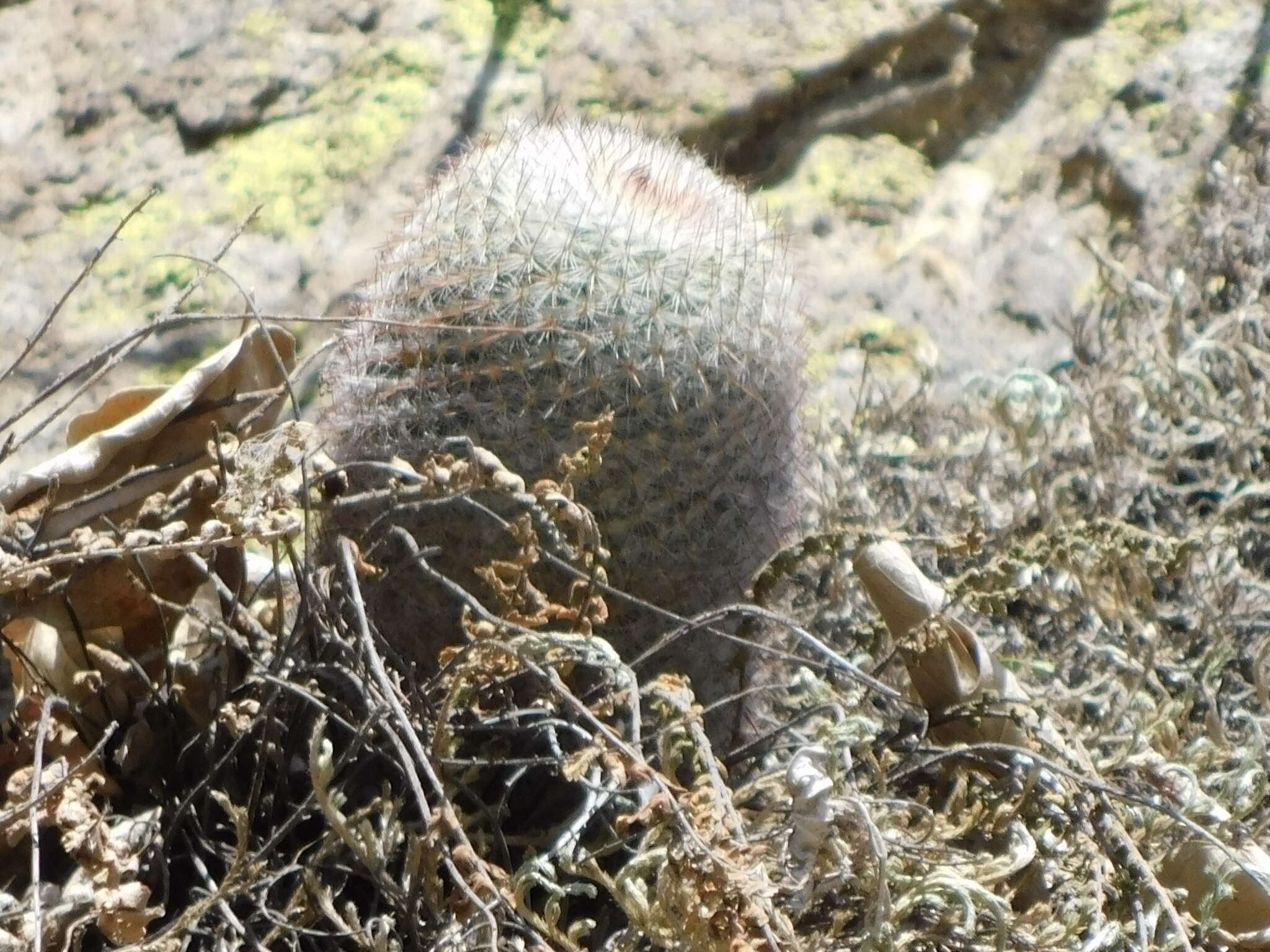 Image of Mammillaria rhodantha subsp. mccartenii D. R. Hunt