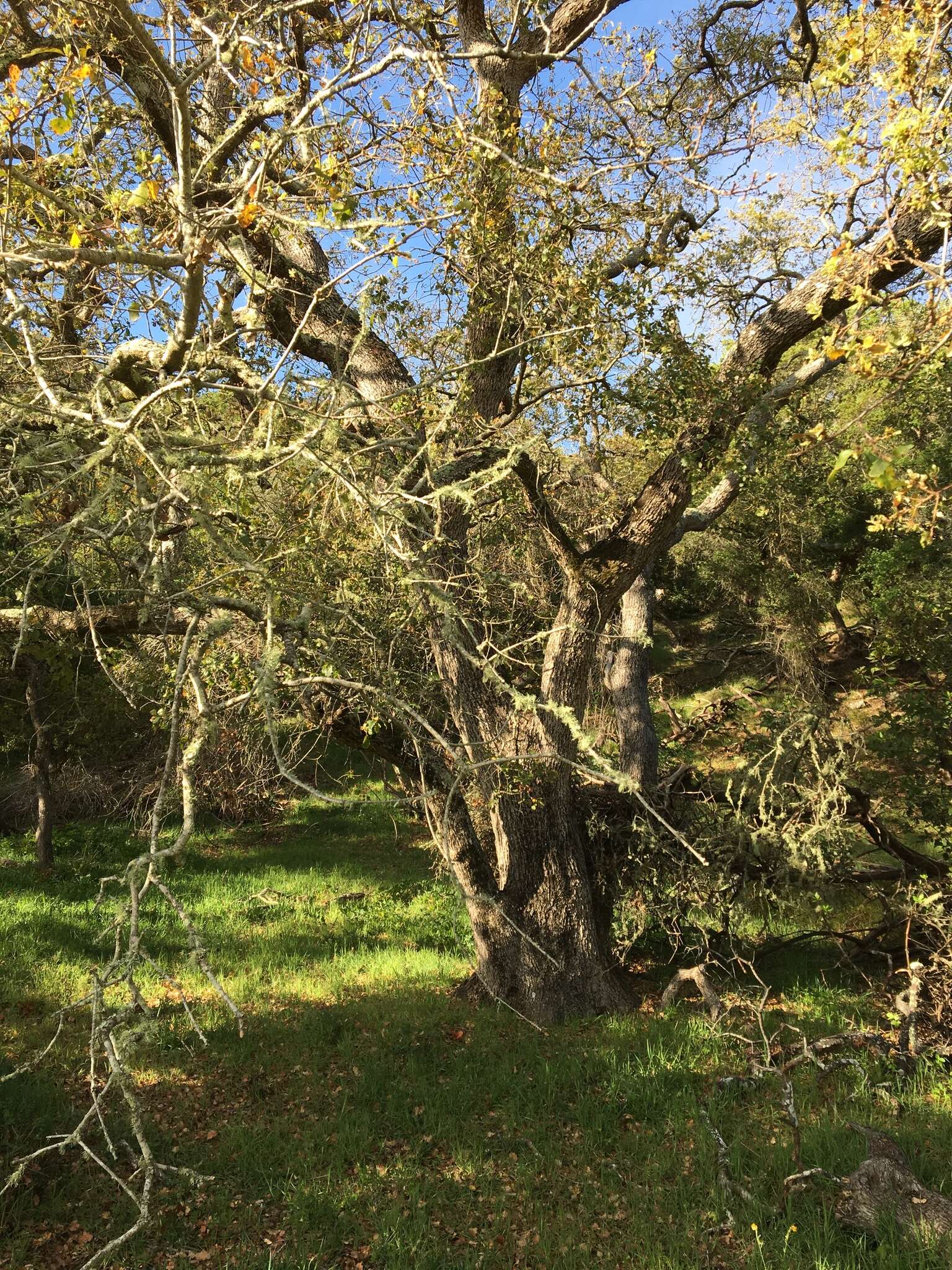 Imagem de Quercus macdonaldii Greene & Kellogg