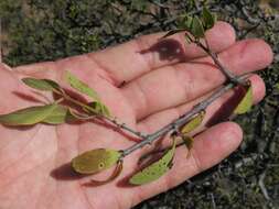 Tapinanthus oleifolius (Wendl.) Danser的圖片