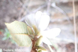 Слика од Perrierodendron quartzitorum J.-F. Leroy, Lowry, Haev., Labat & G. E. Schatz