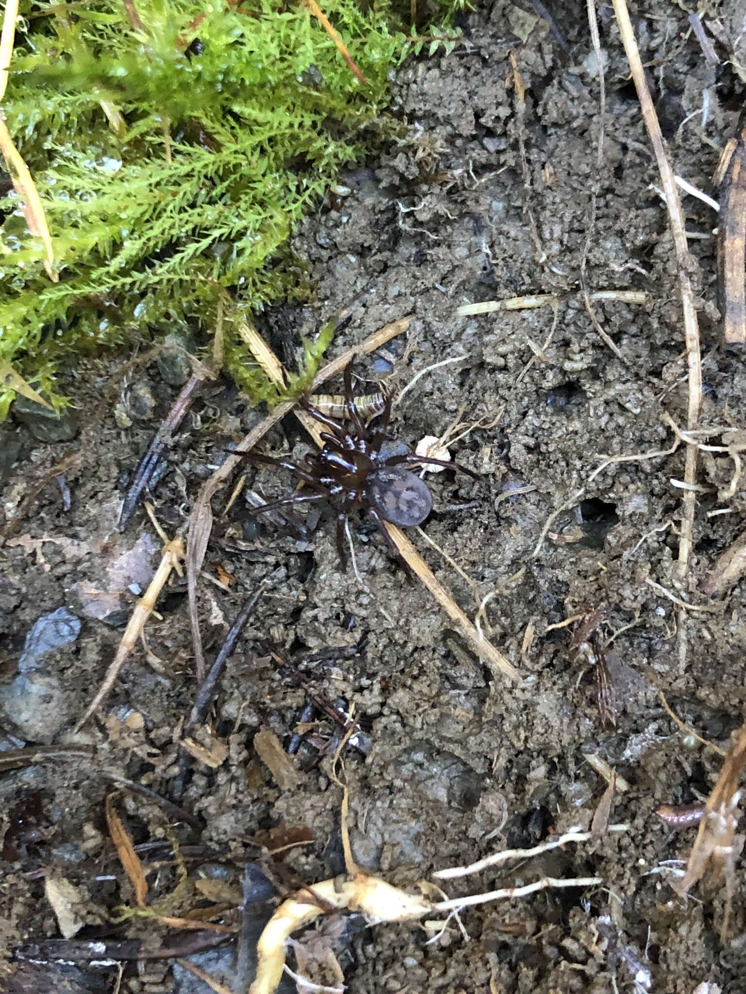 Image de Callobius claustrarius (Hahn 1833)