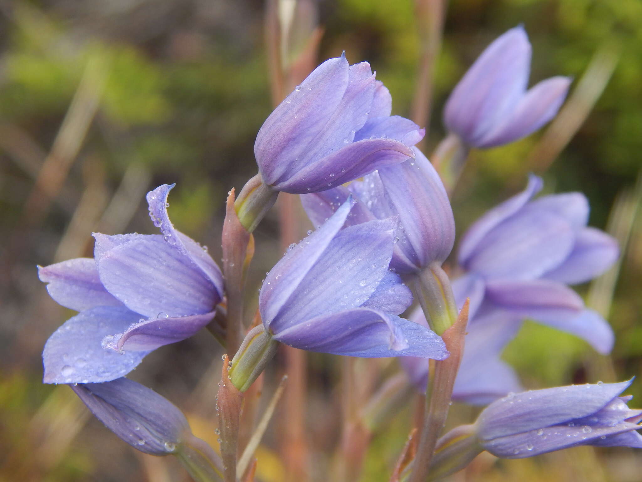 Image of Veined sun orchid