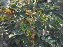 Image de Indigofera coerulea Roxb.