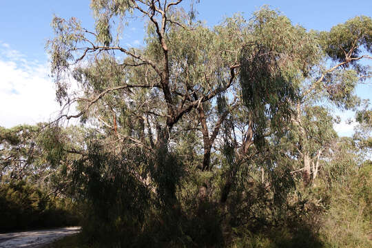 Image of Eucalyptus radiata subsp. radiata