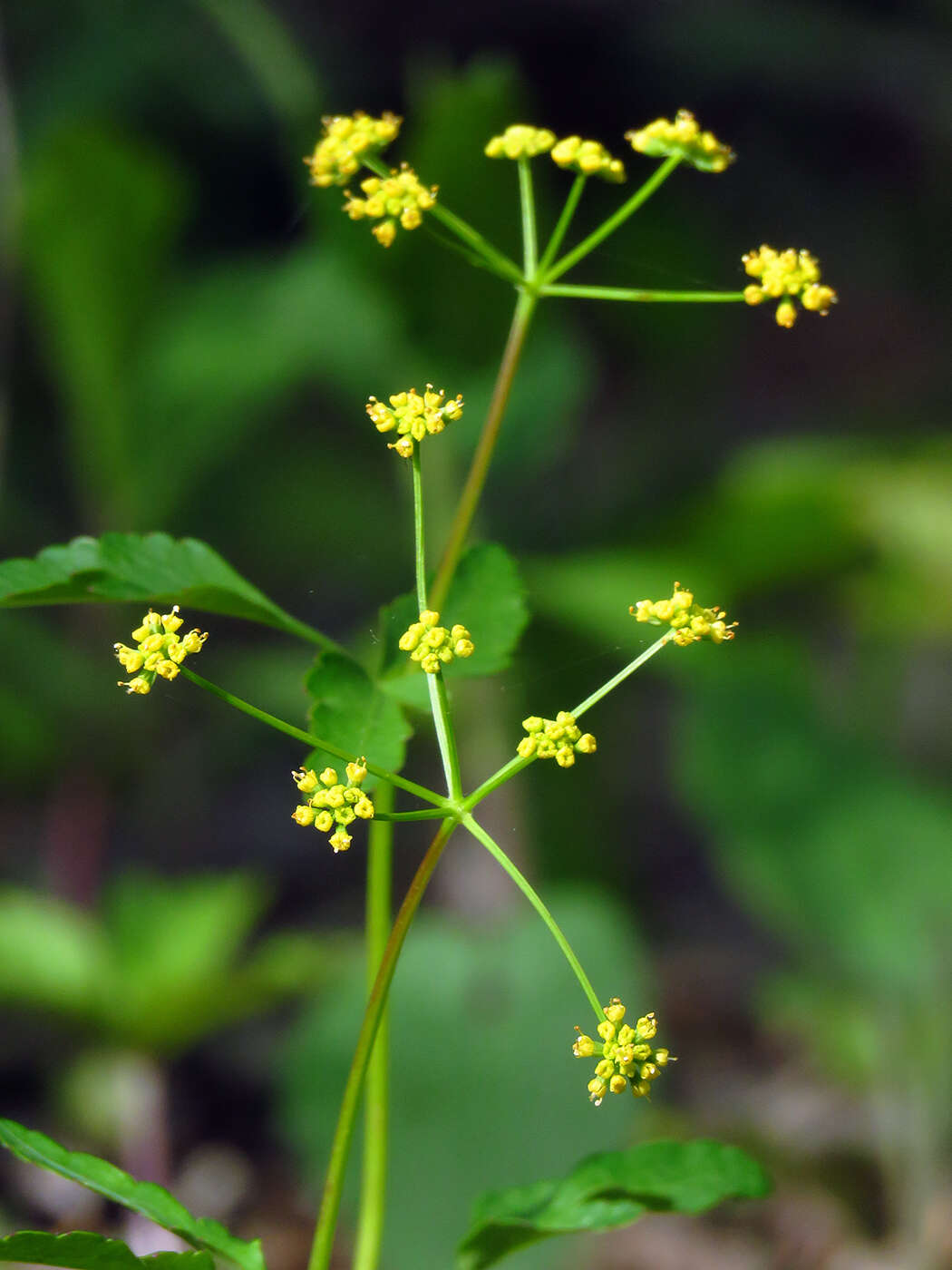 Image de Zizia trifoliata (Michx.) Fern.