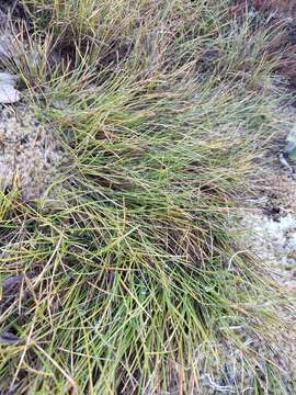 Image of Chionochloa australis (Buchanan) Zotov