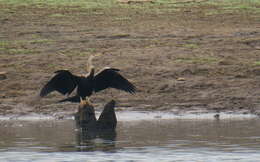 Plancia ëd Anhinga melanogaster Pennant 1769