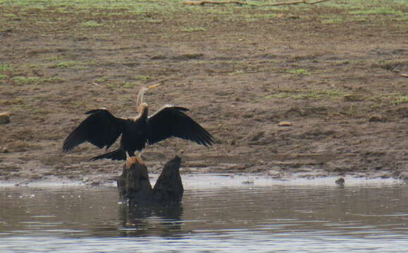 Image de Anhinga roux