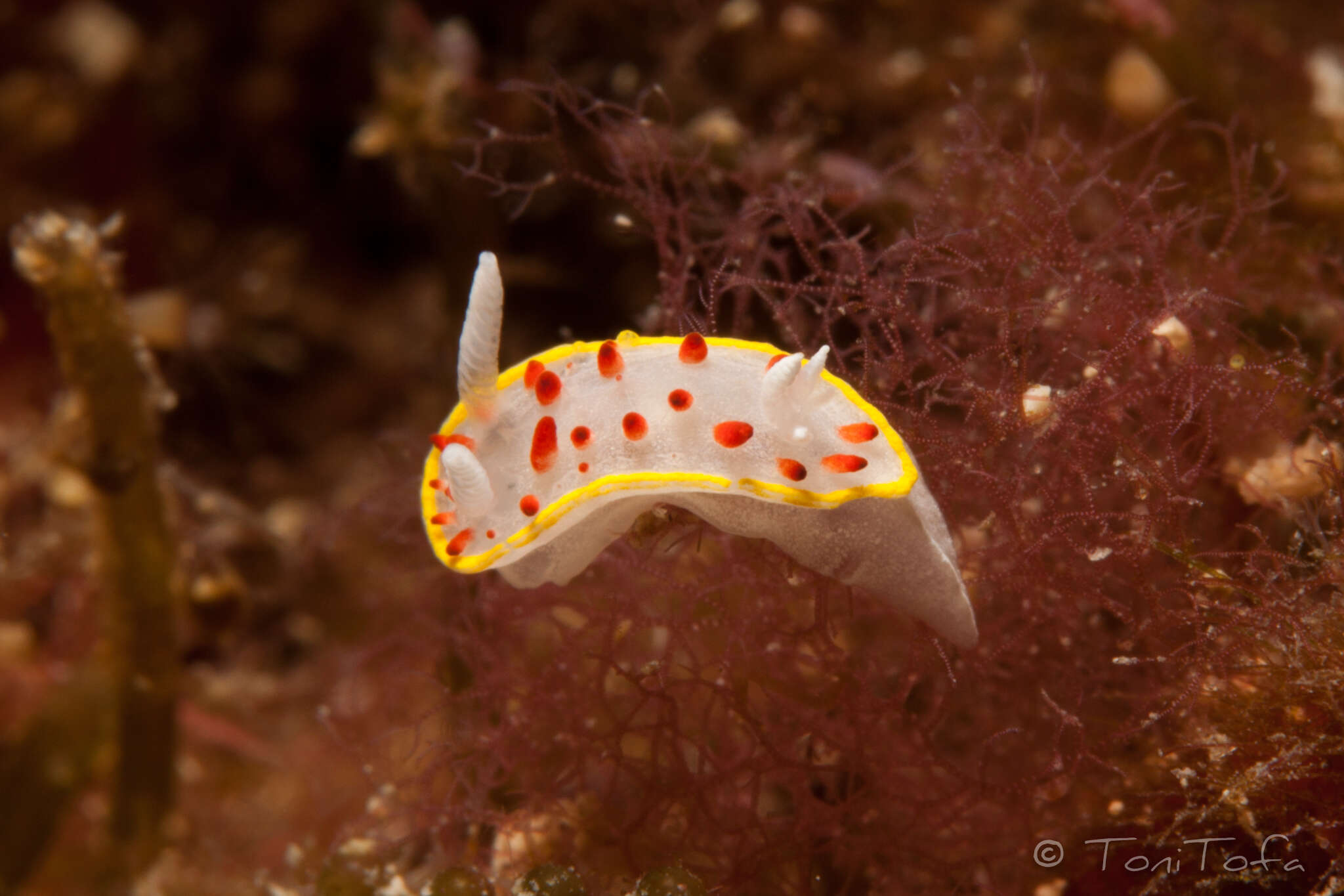 Image of Diaphorodoris papillata Portmann & Sandmeier 1960