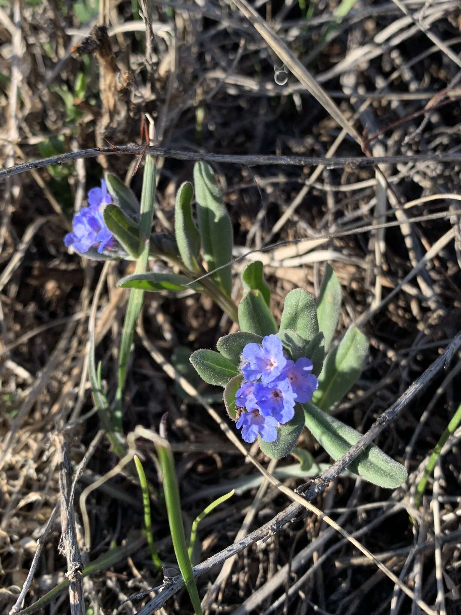 صورة Mertensia brevistyla S. Wats.