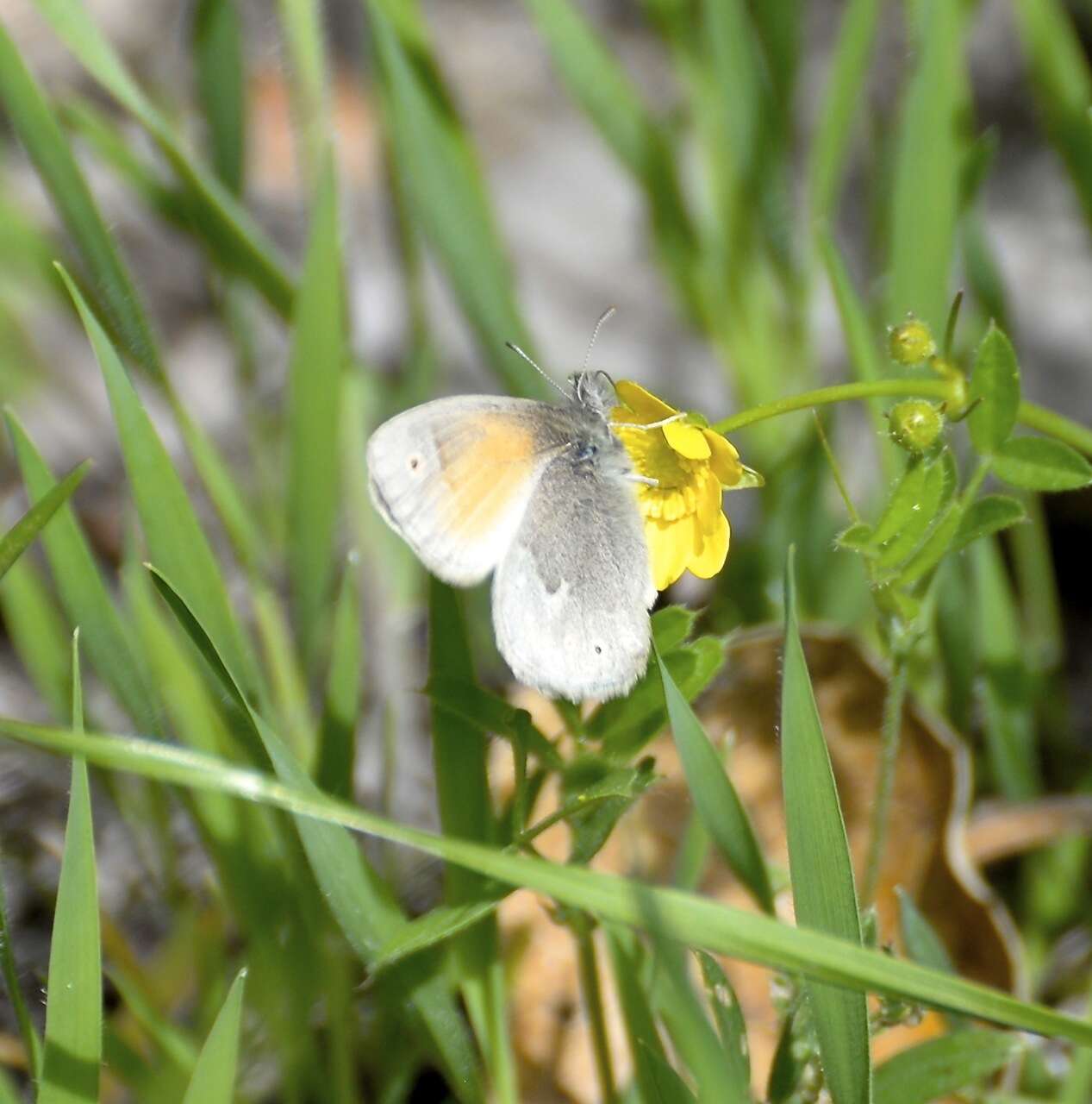 Coenonympha california Westwood (1851) resmi