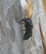 Image of Osmia montana Cresson 1864