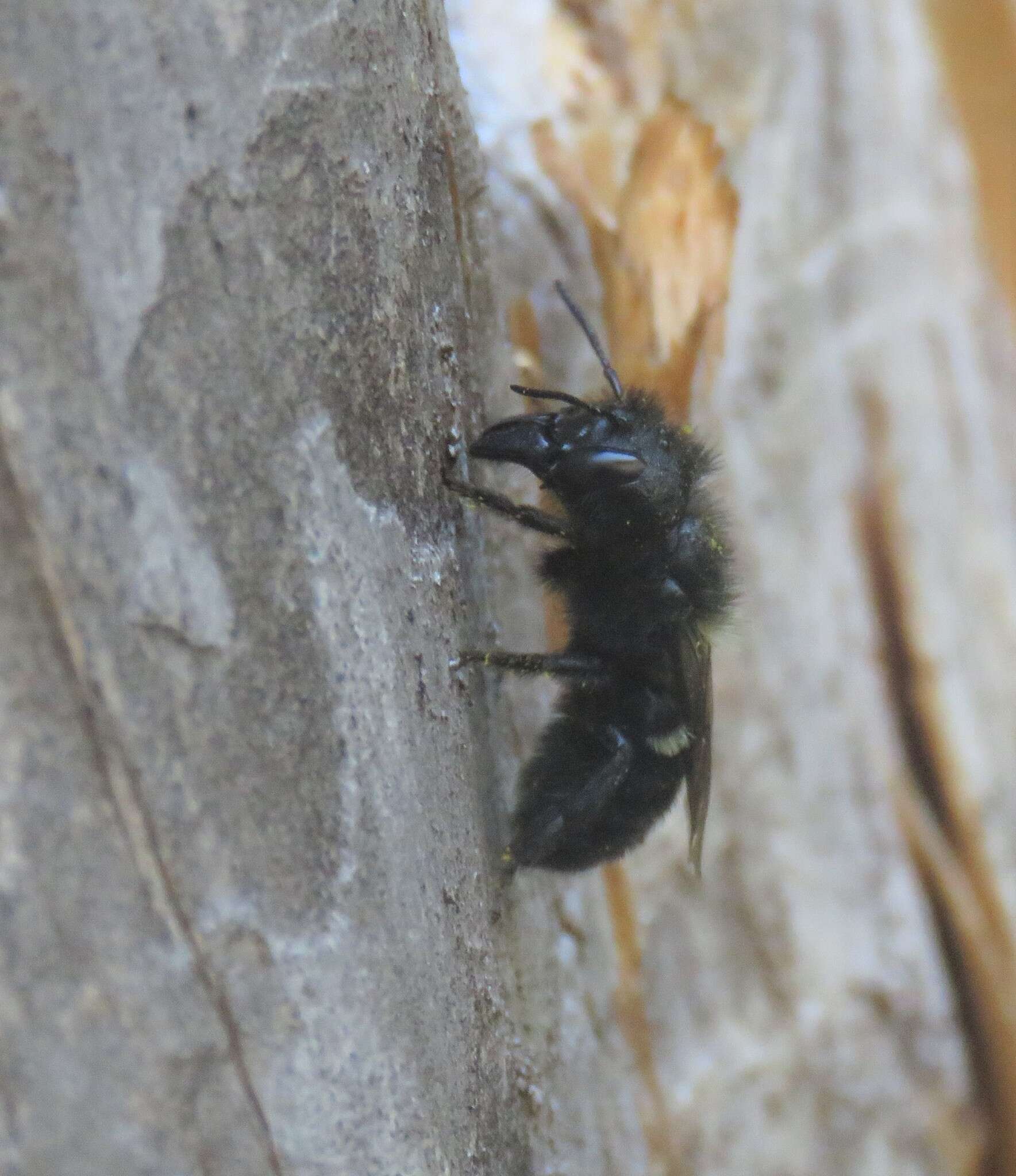 Image of Osmia montana Cresson 1864