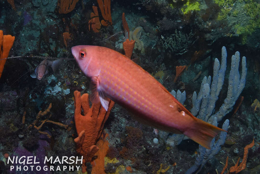 Image of Rosy parrotfish