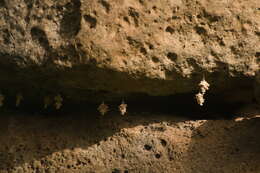 Image of Grass bagworm