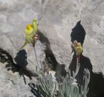 صورة Linaria supina (L.) Chaz.