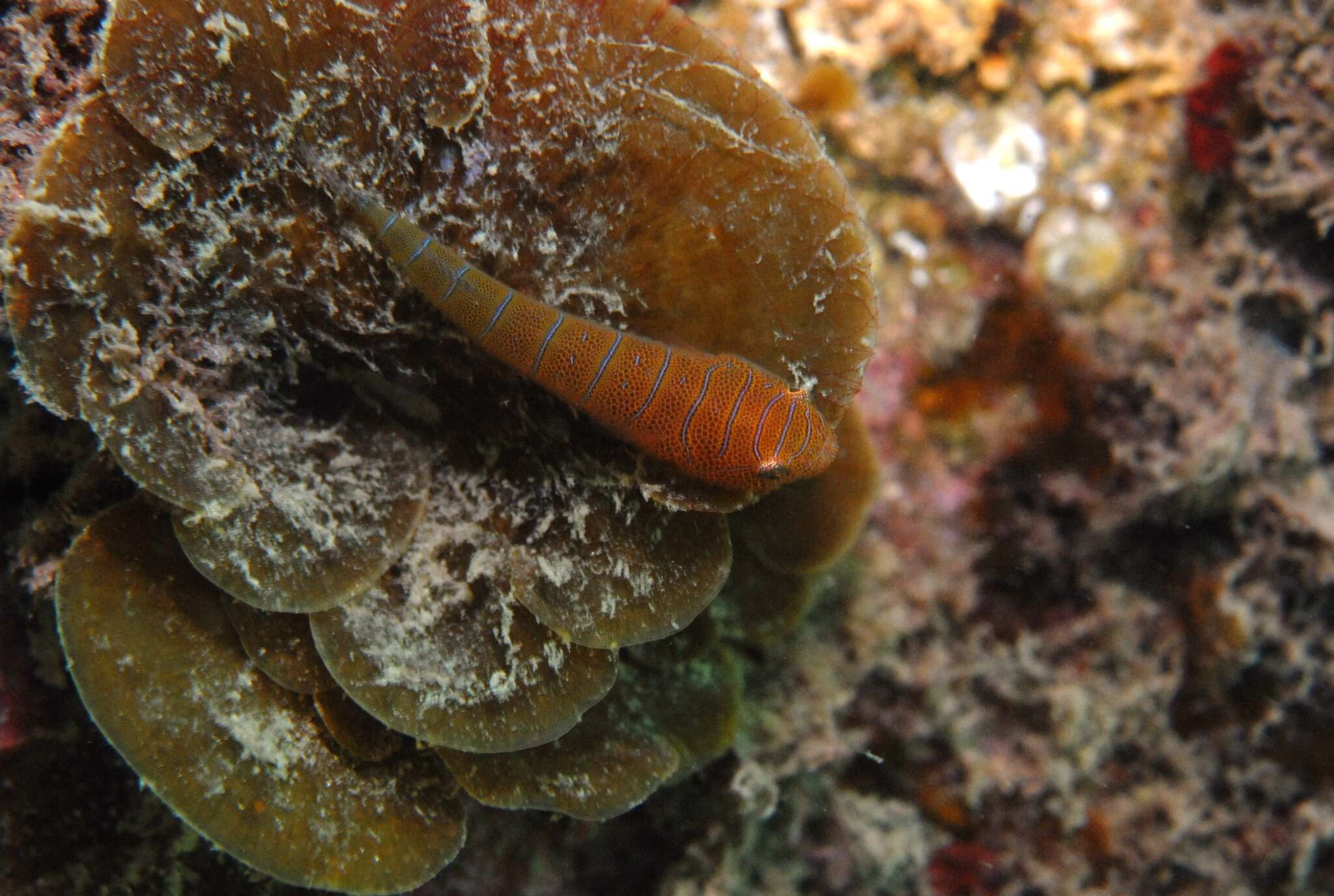 Image de Cochleoceps bicolor Hutchins 1991