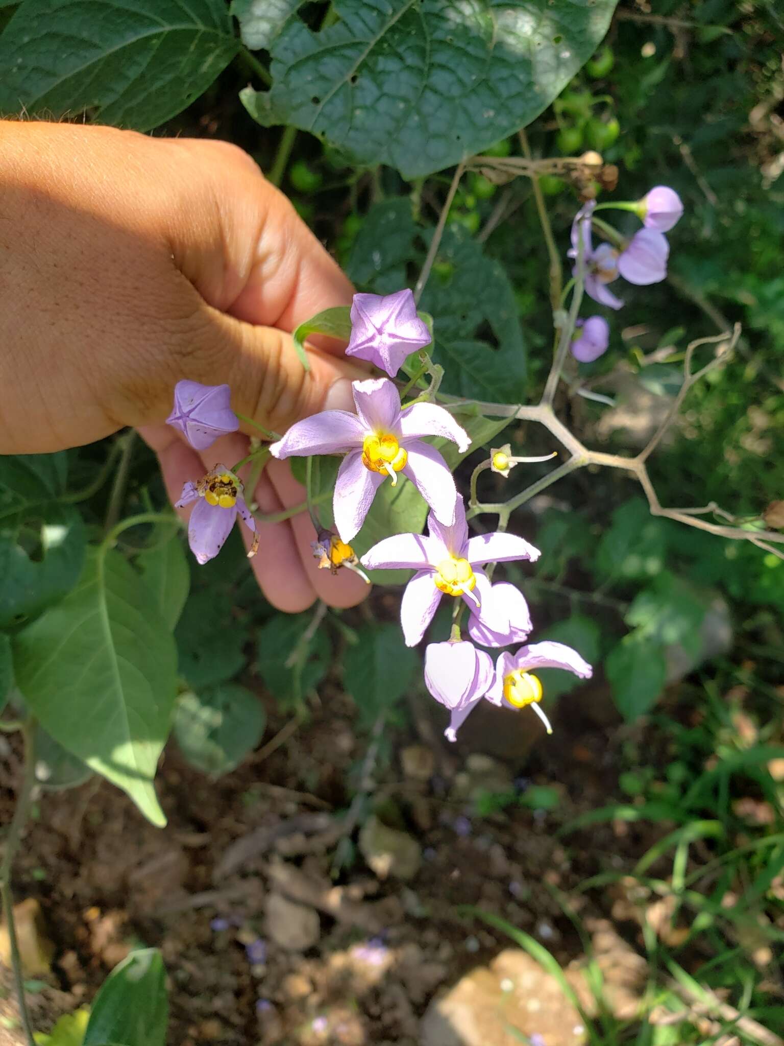 Image de Solanum dulcamaroides Dun.