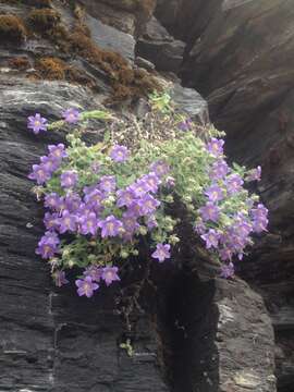 Image of Campanula wattiana B. K. Nayar & Babu