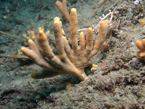 Image of branching sponge