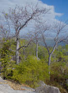 Image of Cochlospermum gillivraei subsp. gillivraei